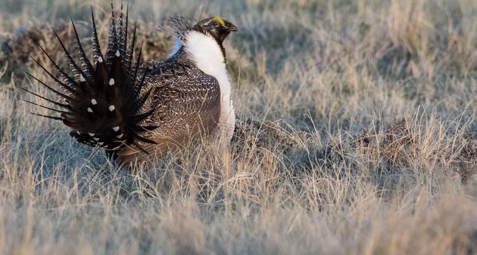 A Wyoming Sage Grouse
