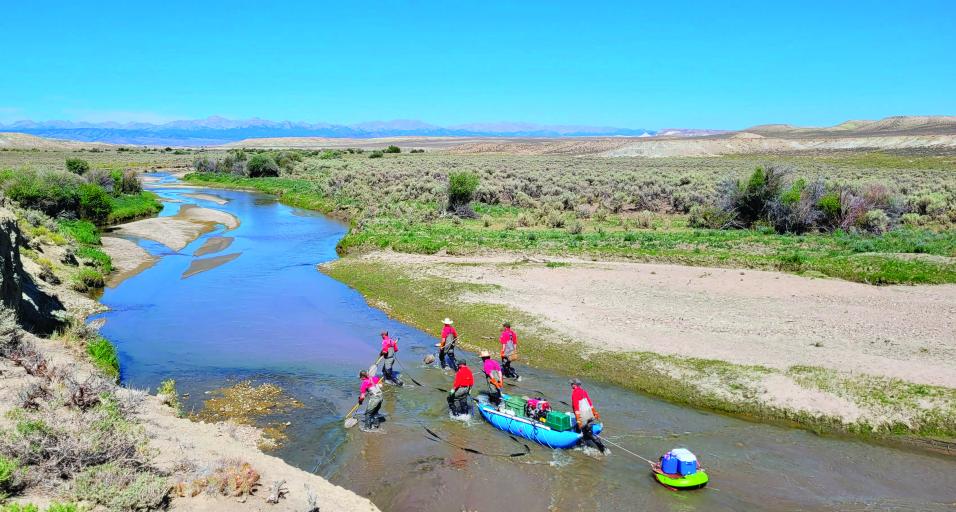 Wyoming Game and Fish Department personnel work to salvage native suckers on the Big Sandy River.