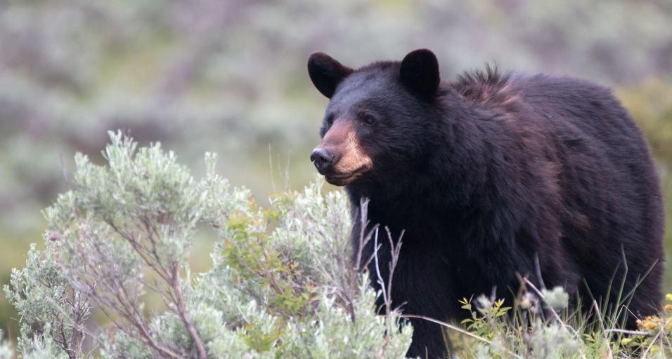 Black bear in sage brush