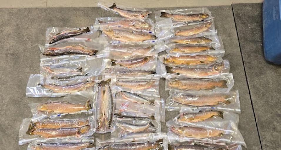 Illegally harvest fish confiscated by Game and Fish. (Photo/WGFD)