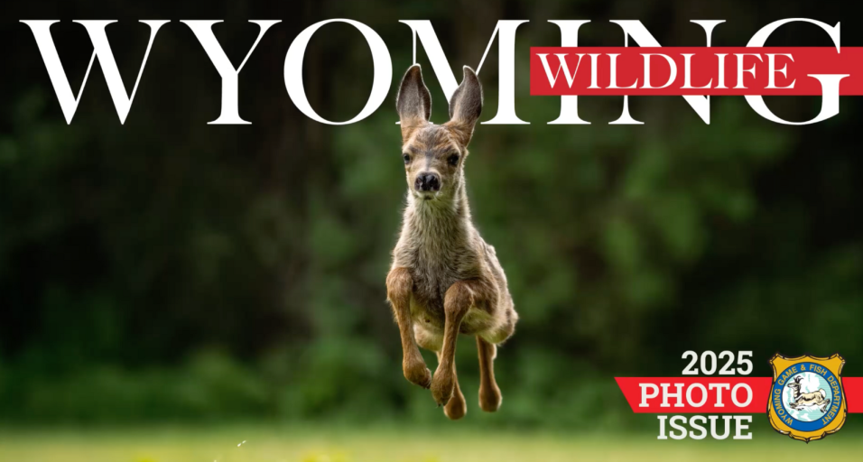 A fleeing mule deer fawn bounding toward the camera, over grass, with dark green trees in the background