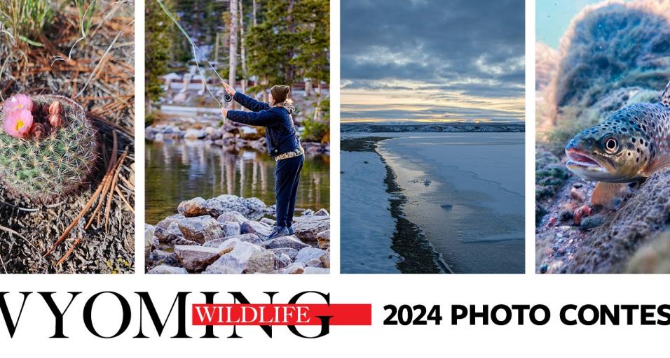 Graphic of Wyoming Wildlife photo submissions for 2024 Contest