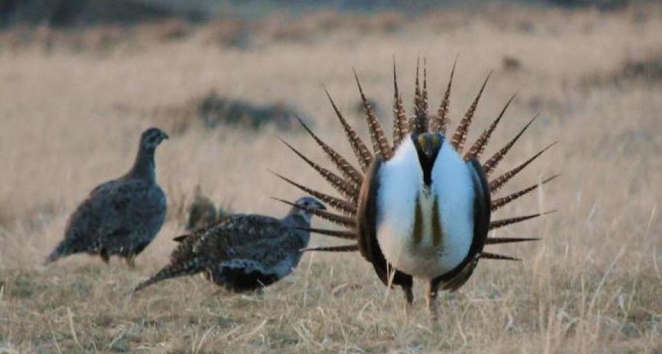 Sage grouse