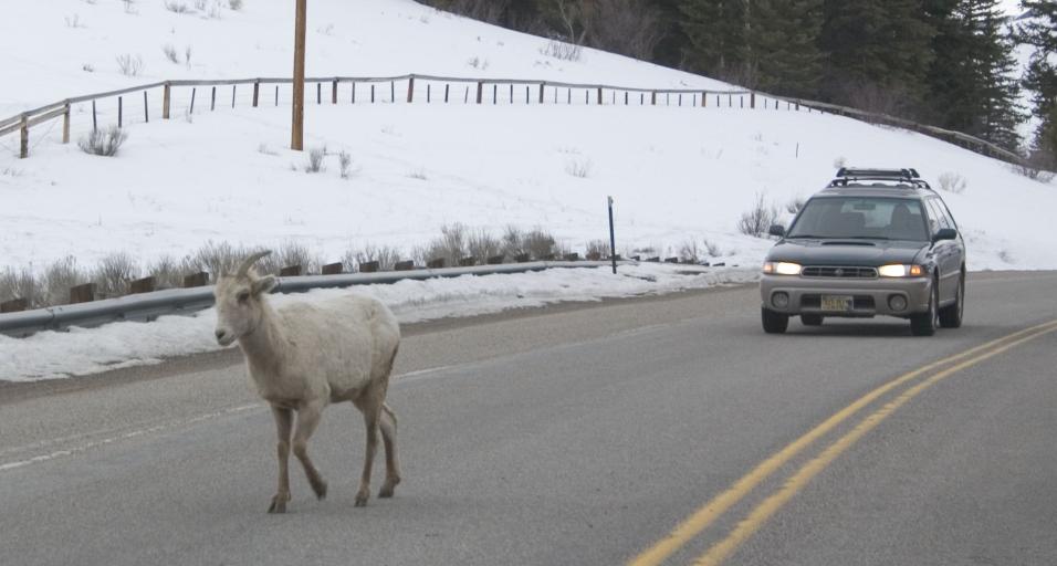 Bighorn sheep on roadway in winter