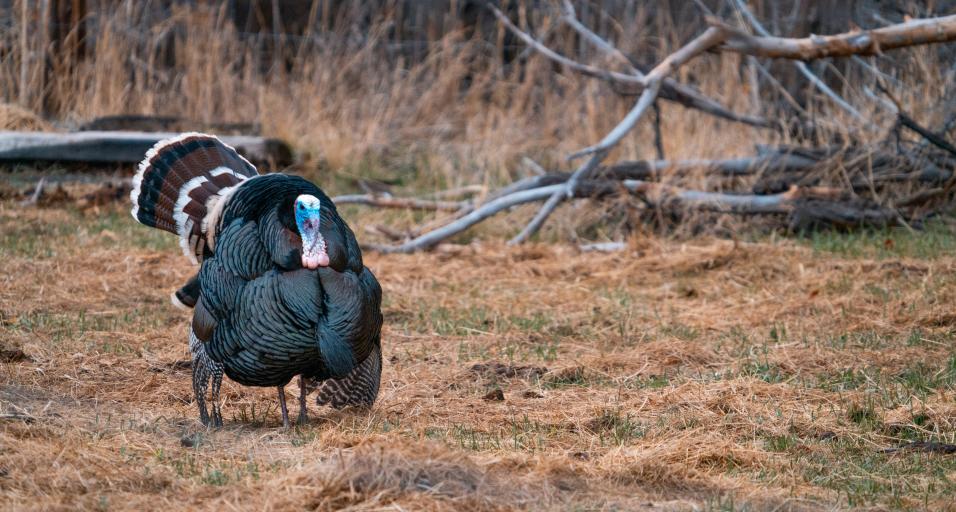 Wild turkey strutting 