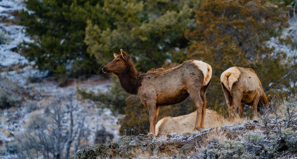 An elk cow pictured in the Cody Region last spring.