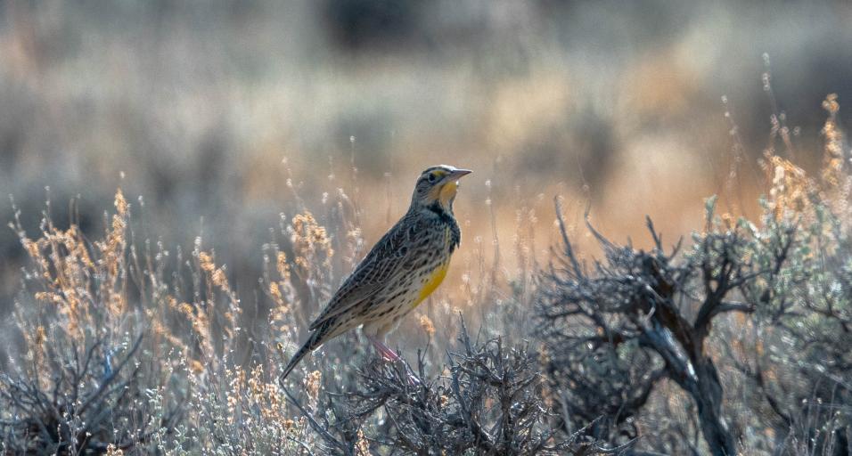 A meadowlark enjoying the sun in a Wyoming field.