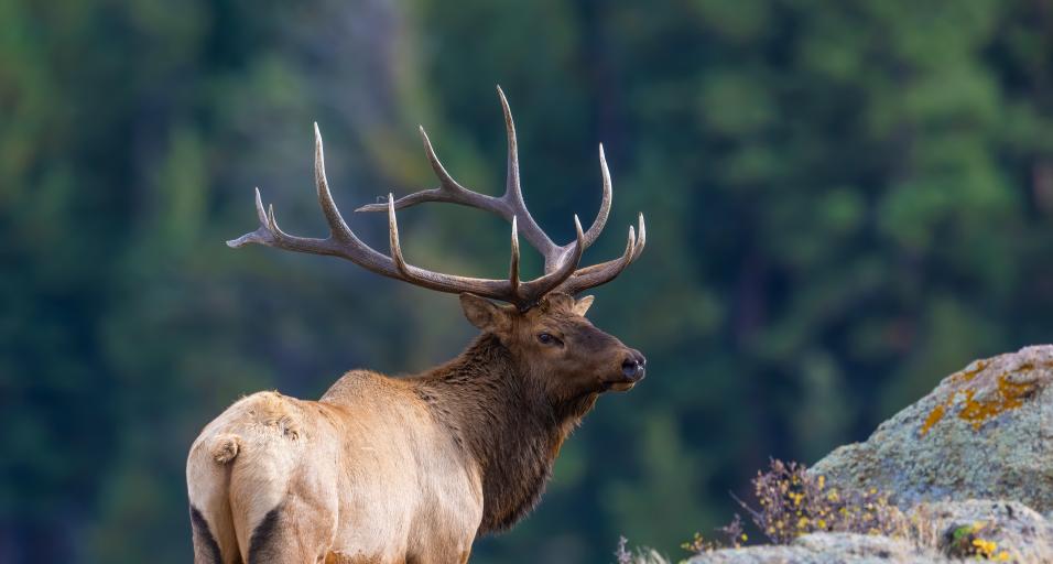 A bull elk in the mountains