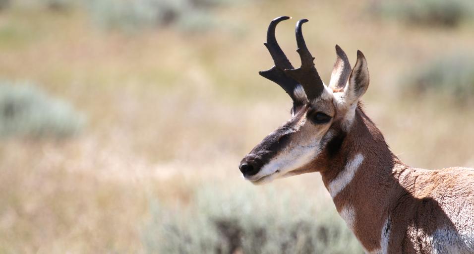 A Wyoming antelope with a prairie background.