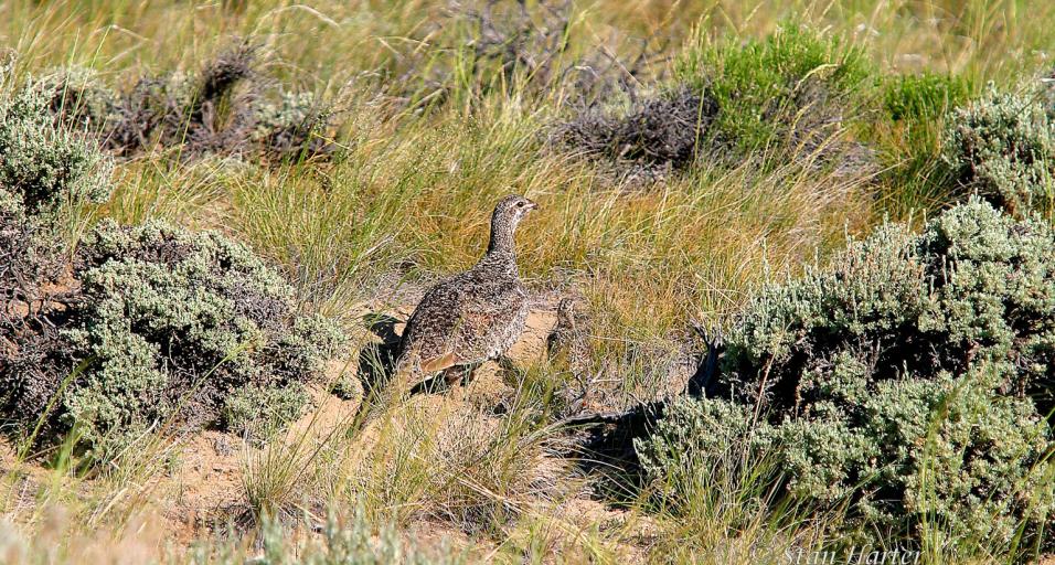 Hen sage grouse and chick walking in sagebrush and grass