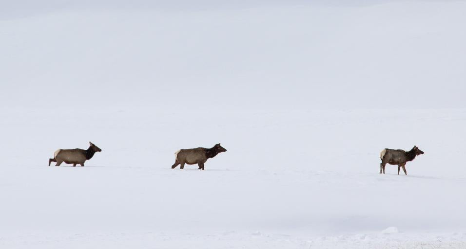 elk