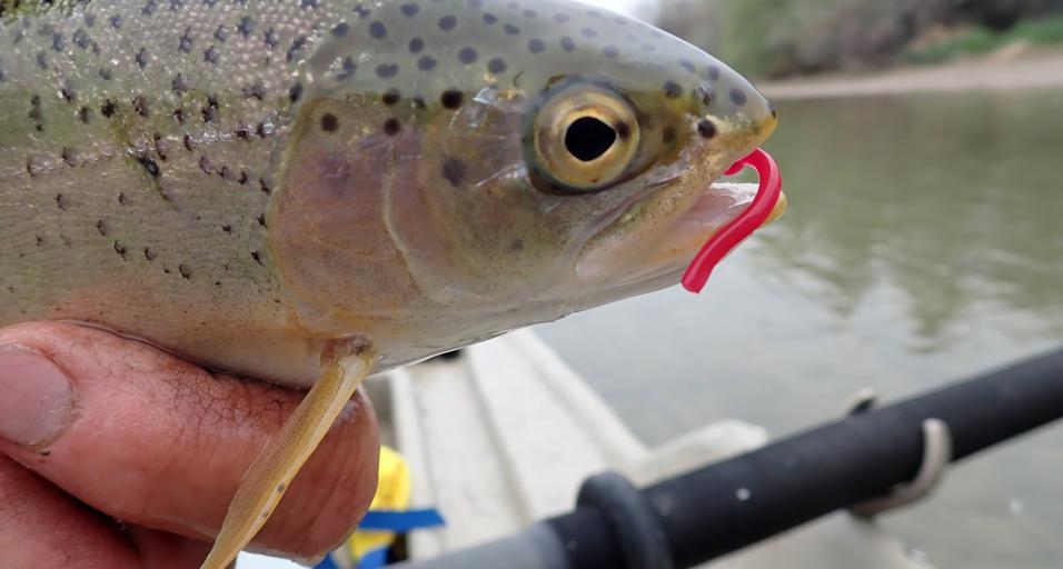 Close up of a trout caught by a fly fisherman on a Wyoming river.