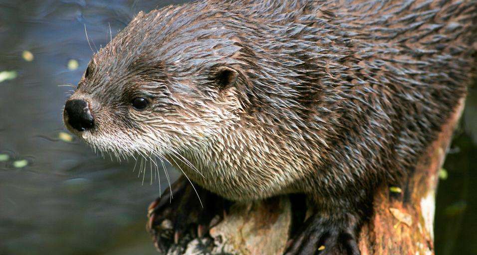A Wyoming river otter sitting on a log on the water.