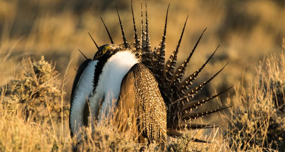 A Wyoming sage grouse in a field
