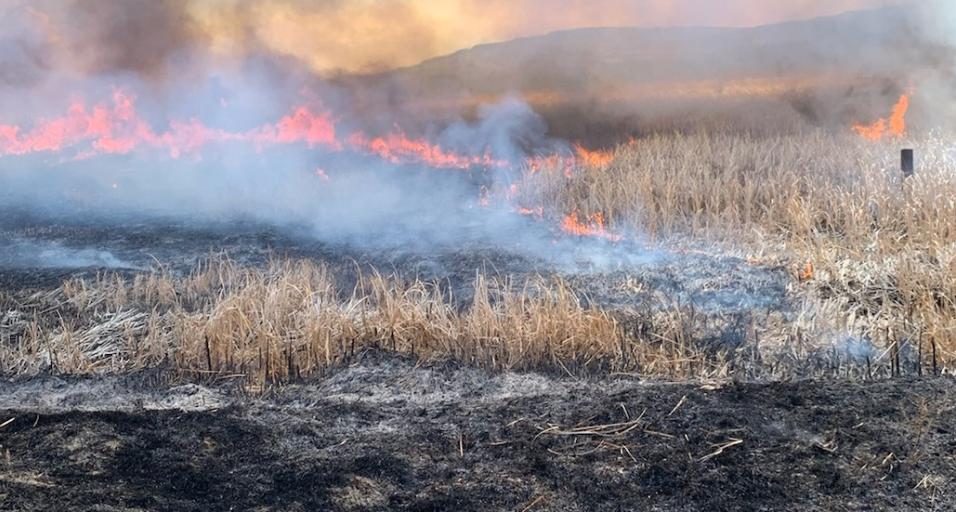 A prescribed burn on Yellowtail WHMA 