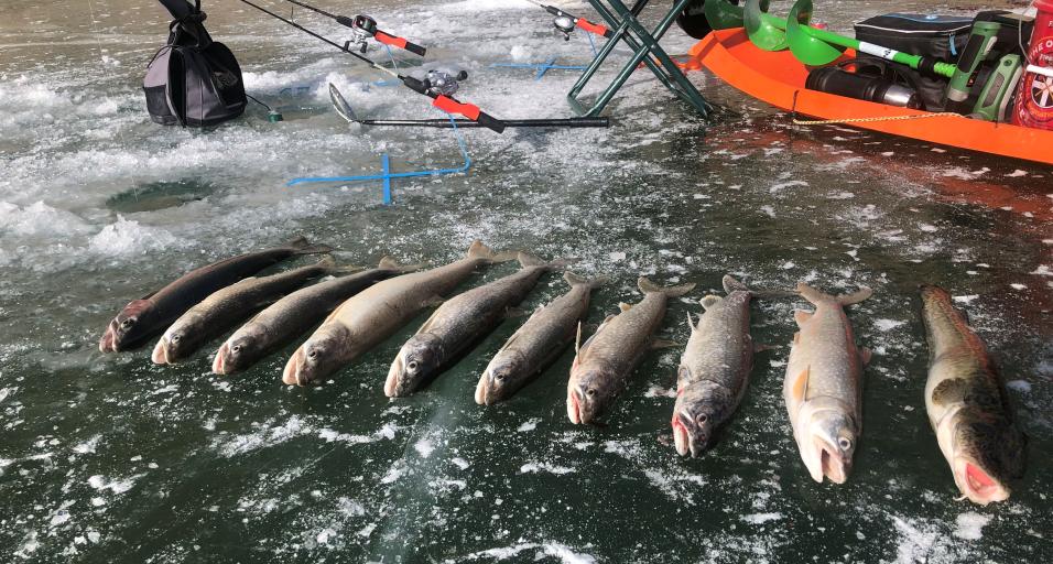 lake trout on ice with sled 