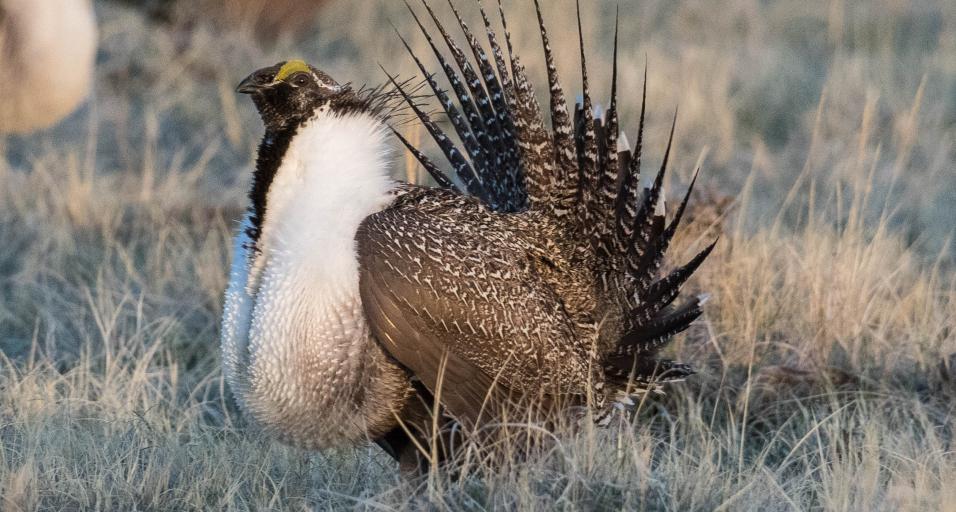 Male sage-grouse struts in grass prairie