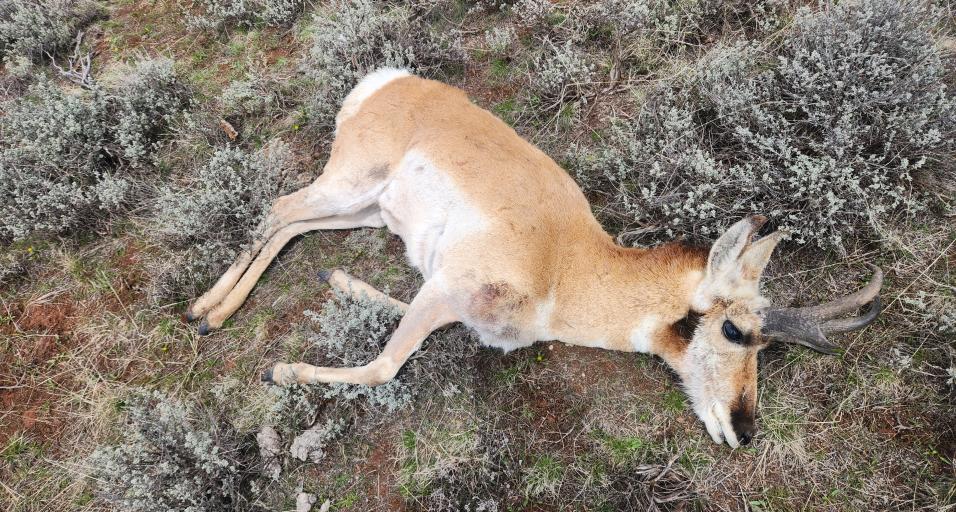 A buck antelope lays in the sagebrush after have been illegally killed near Kemmerer