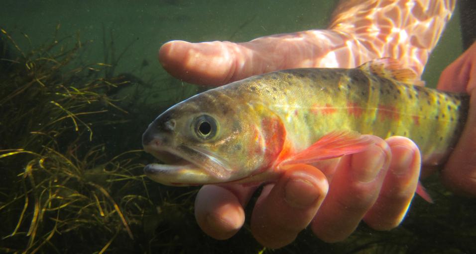 Cutthroat trout being released