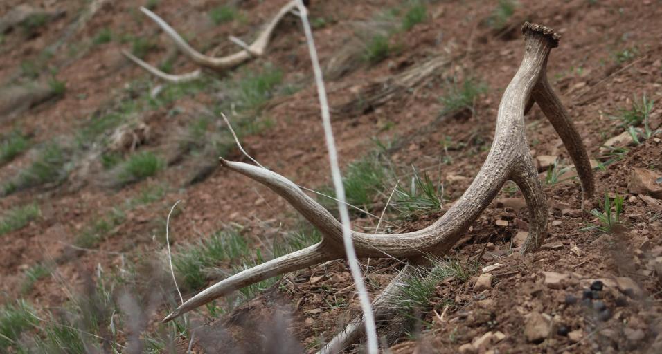Elk Shed Antlers