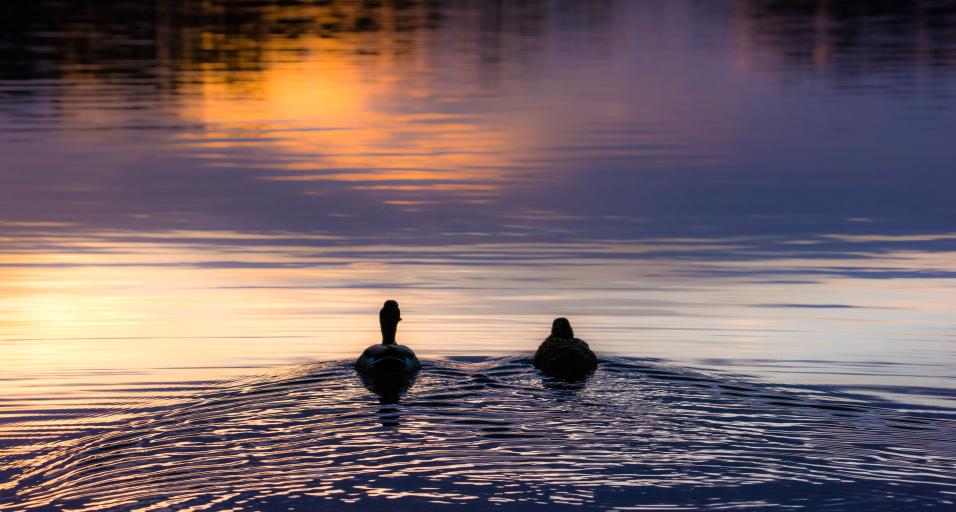 Mallard Duck Silhouette