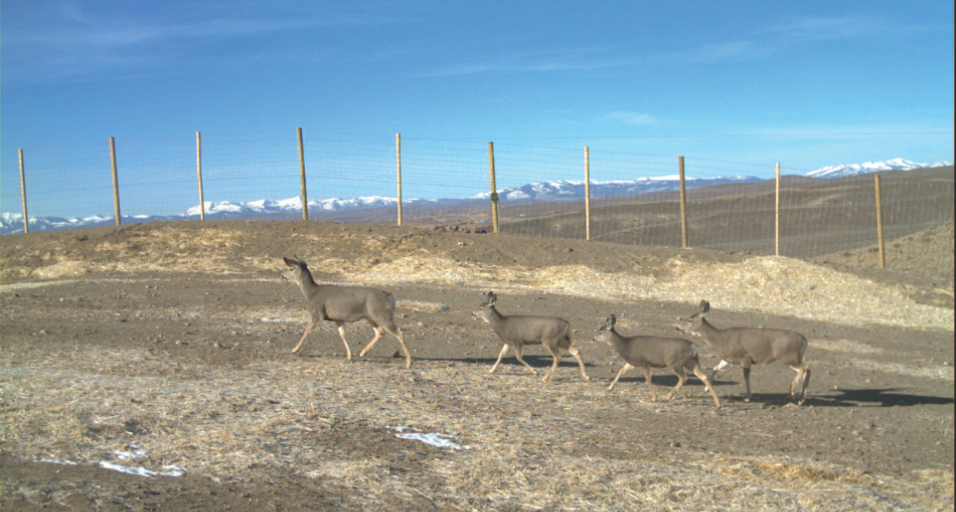 Mule deer crossing the Trapper's Point wildlife overpass in Wyoming.