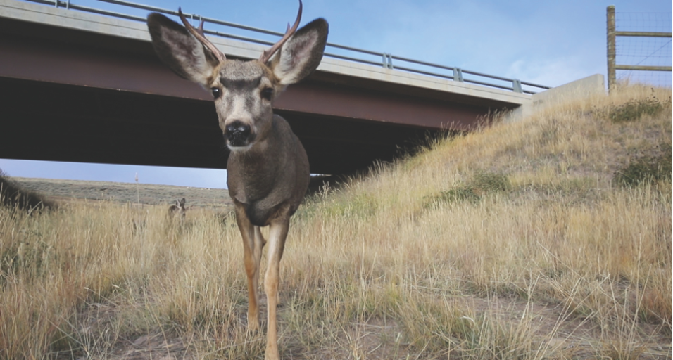 A buck mule deer utilizing an underpass under U.S. Highway 191 west of Pinedale
