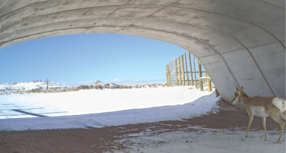 A pronghorn moves through an underpass, crossing beneath a Wyoming highway to a snow covered landscape.