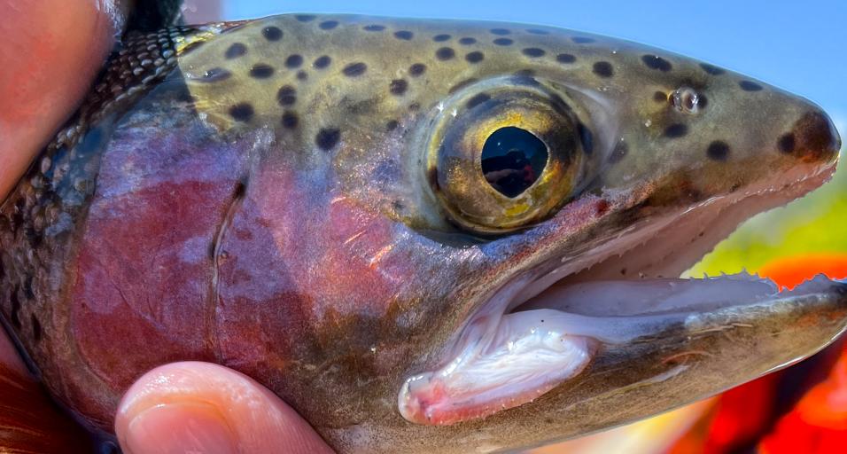 Platte Valley trout near Saratoga
