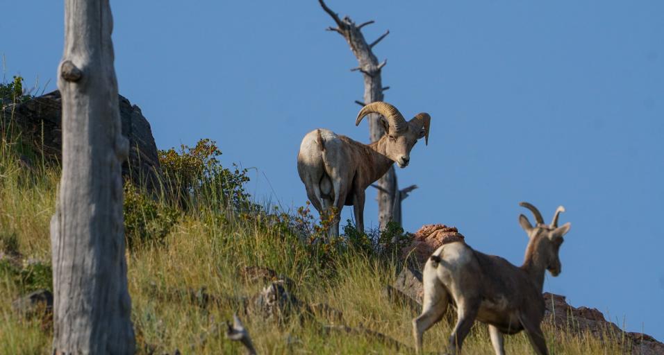 A ram and ewe bighorn sheep in the Laramie Region