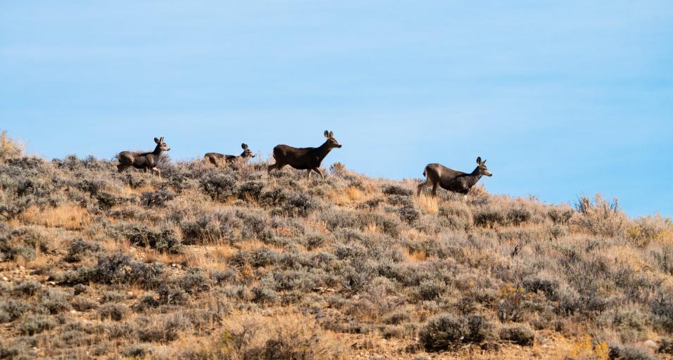 a herd of mule deer walking across landscape.