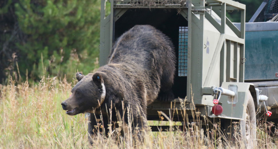 A grizzly bear being relocated