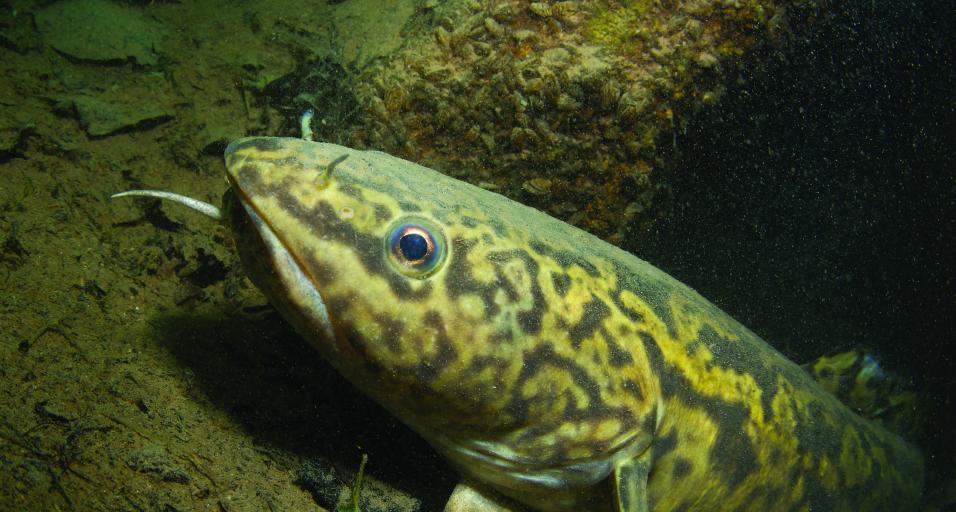 A burbot in water near the bottom