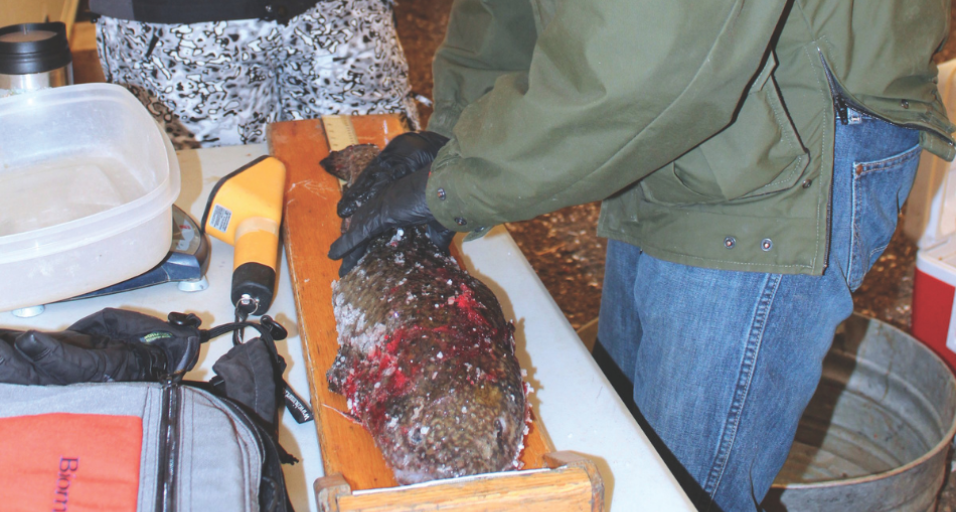 Wyoming Game and Fish Department Fisheries Biologist John Walrath measures a burbot from a recent Burbot Bash at Flaming Gorge Reservoir.