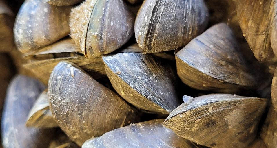 zebra mussels