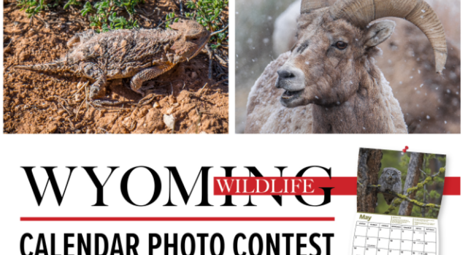 Promotional graphic for Wyoming Wildlife calendar photo contest