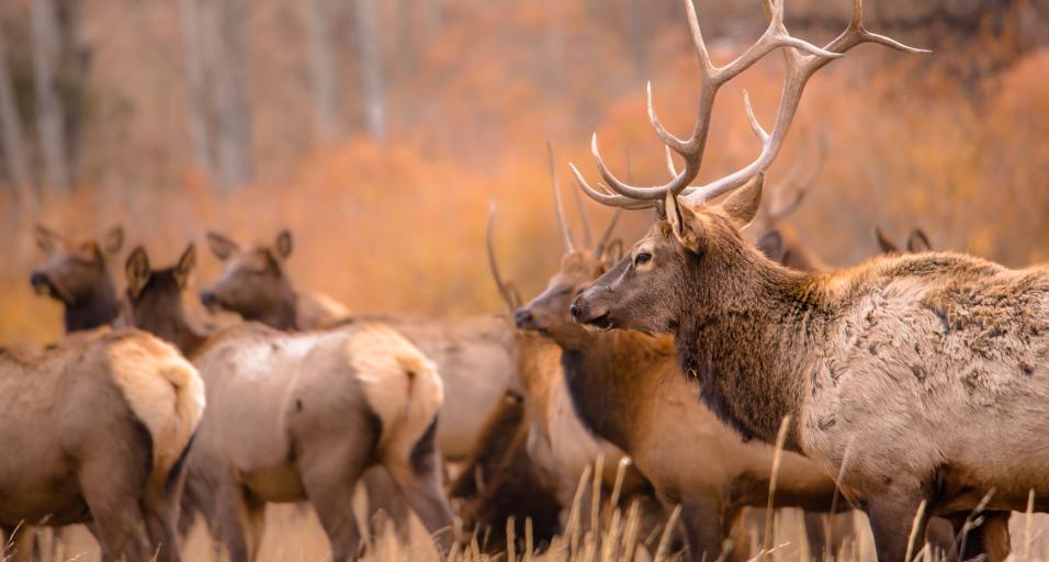 Photo of a bull elk and cow elk in Wyoming