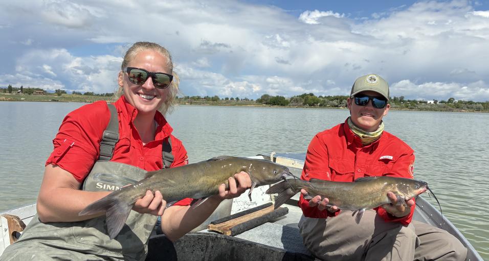Fisheries Technicians Caroline Varie and Vaughn Reschenberg with Kinnear Lake channel catfish, June 2025
