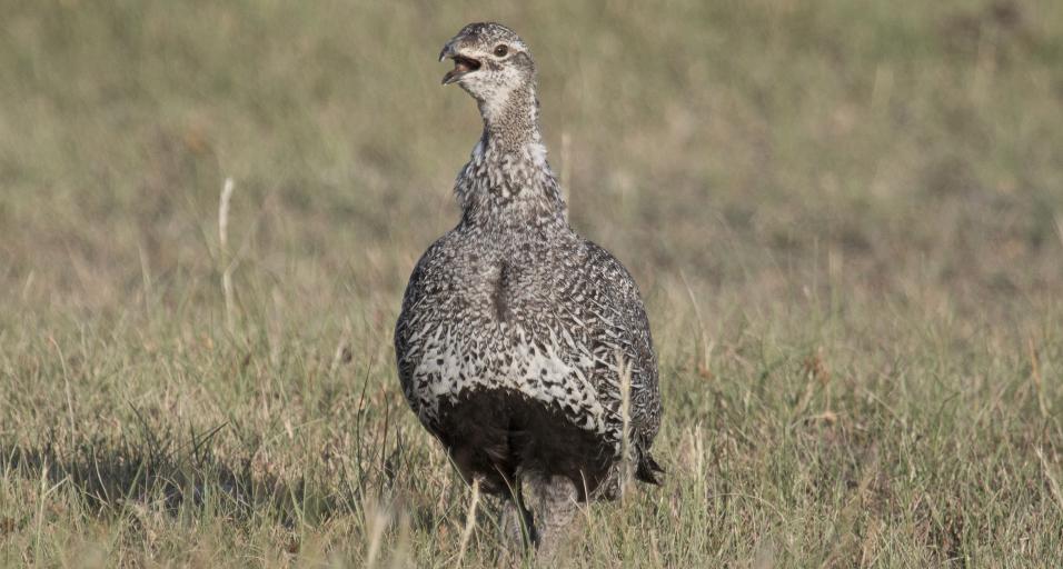 A hen sage grouse
