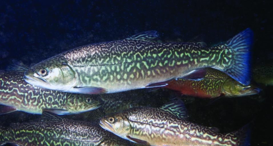 Several tiger trout swimming underwater.