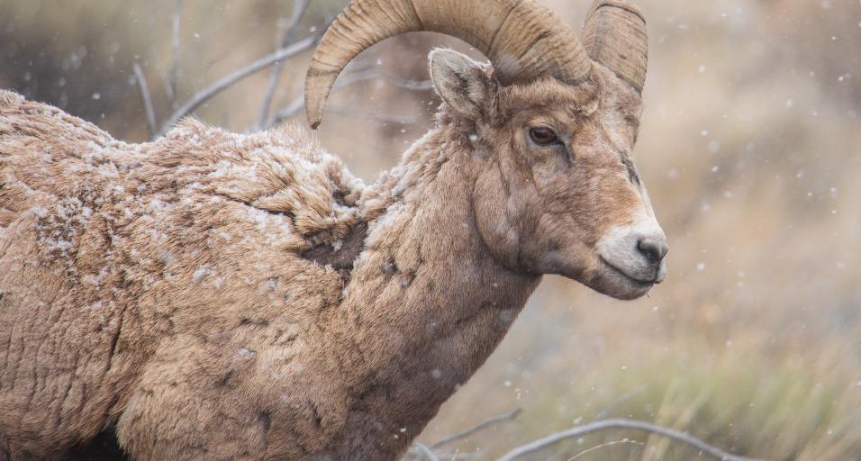 A bighorn sheep located near Cody