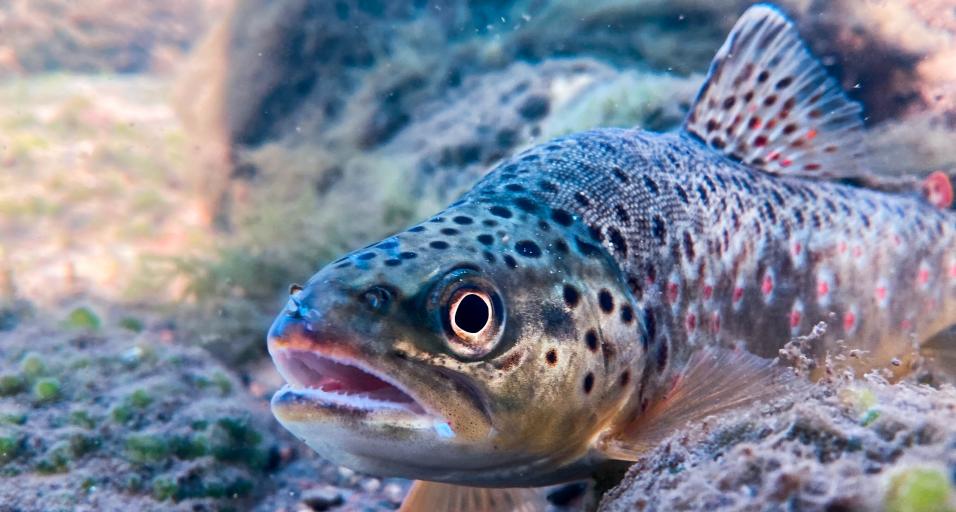 brown trout underwater