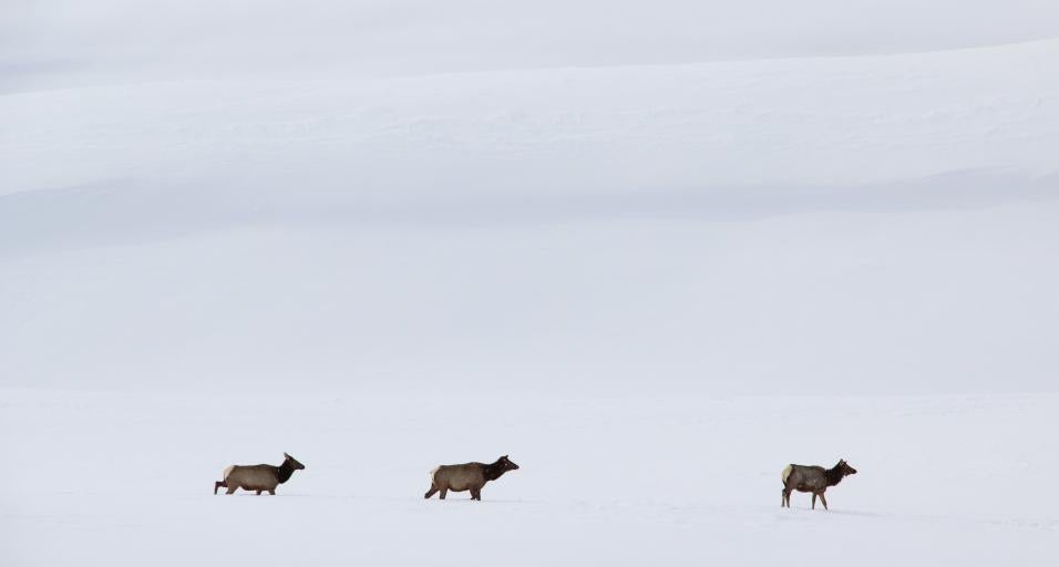 Elk in winter