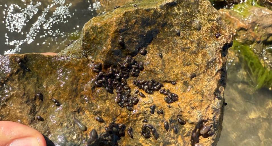 New Zealand Mudsnails near the boatramp at Wheatland Reservoir #3