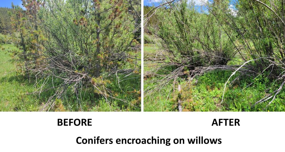 Willows in habitat treatment area