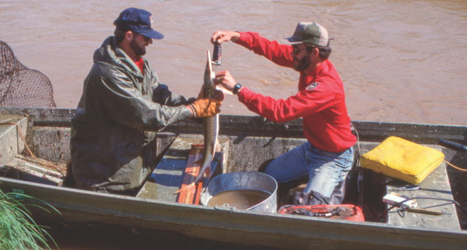 A 1981 photo taken by LuRay Parker shows Game and Fish staff weighing a sturgeon during fish sampling at Crazy Woman Creek.