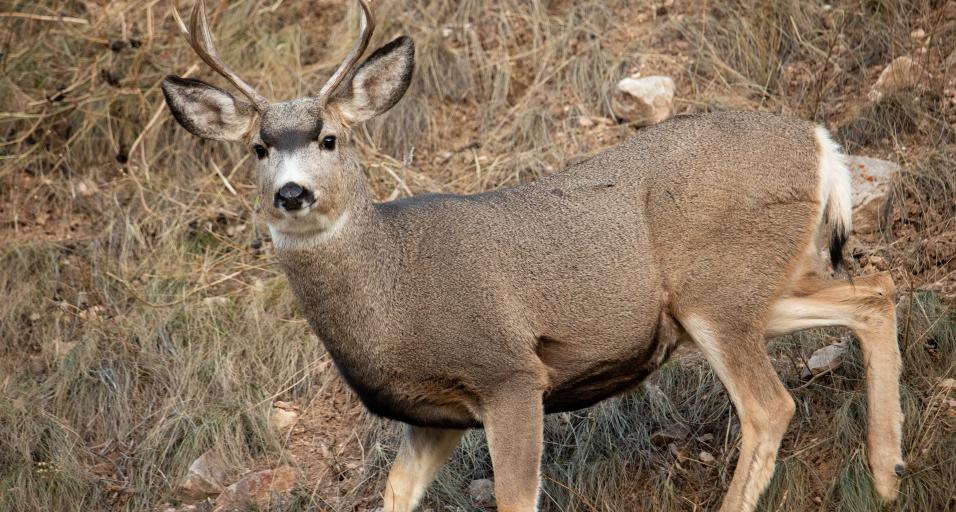 Mule Deer Buck