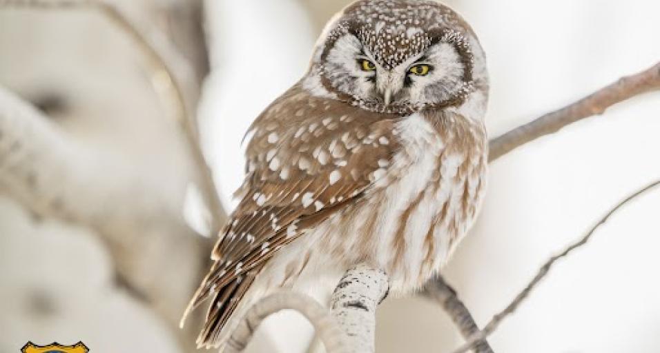 2026 Wyoming Wildlife Magazine Cover photo of owl in a tree  - photo taken by Bill Sincavage