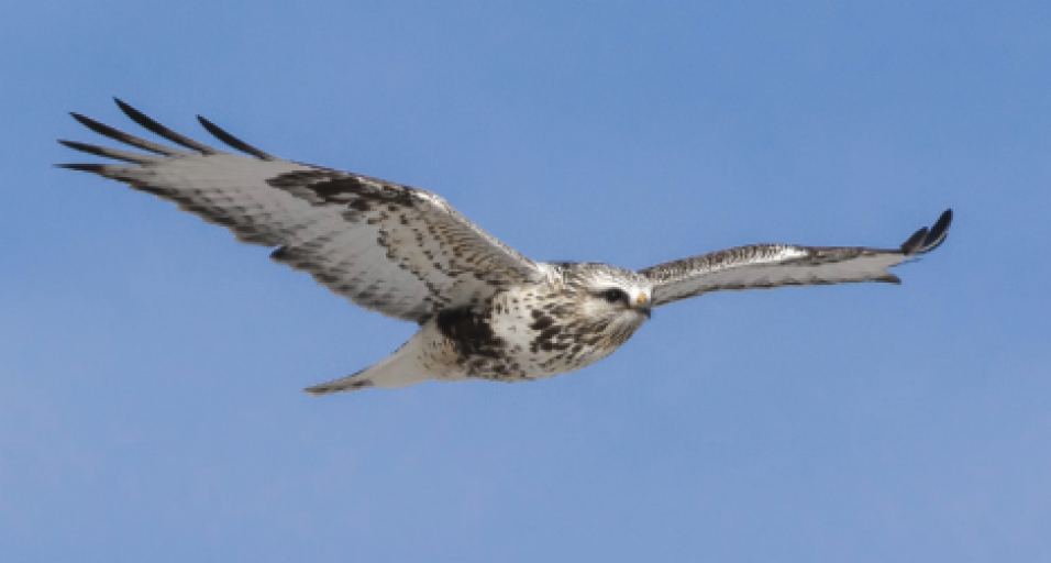 A rough-legged hawk in flight against a blue sky.