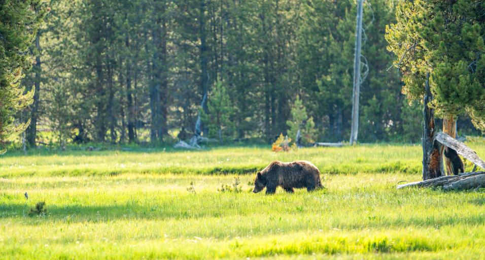 A profile photo of a grizzly bear walking across a green meadow from right to left with pine trees in the background